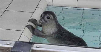 Silly Selkie Schmovies