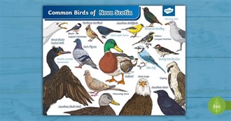 Birds That Abbey Has Seen at Her House