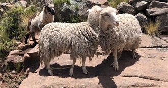 Animals That Tracy Has Spotted From the Car Window