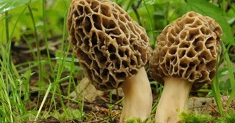 Guess the Book: Foods, Edition Nine