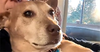 Nyaruhodou&#39;s Movies