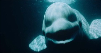 The Most Disturbing/Shocking and Disgusting Movies of All Time (Iceberg of Disturbing Movies)