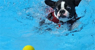 How Many of These Dogs Do You Like?