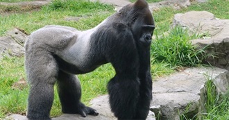 120 Films From 120 Renown Directors, From Mike Leigh to Sofia Coppola