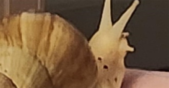 Movies Slug Has Watched