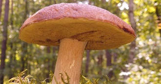 Wanna Try Foods Starting With R