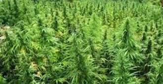 Stoner&#39;s Special