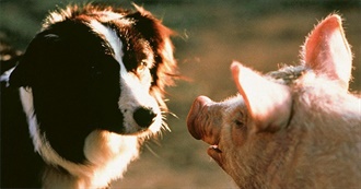 Comfort Movies (Cch)