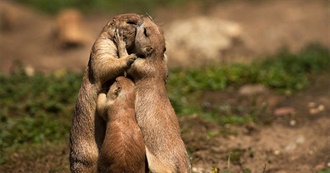 Animals You Love to Kiss
