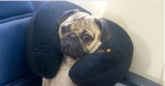 La Liste Des Pousquets