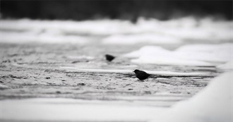 Top 10 Endangered Birds