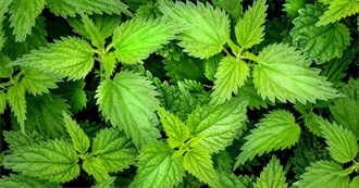 Calcium - Top 10 Vegetables