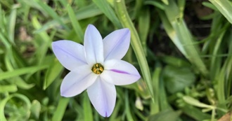 Steeple Cineaste Wanderers