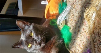 Grace&#39;s Favorite 100 Movies