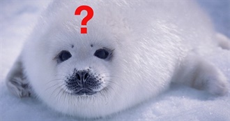 100 Albums Koda Likes