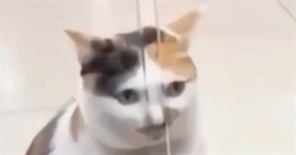 Films (And a Few Shows) a Little Imp Watched and Remembered