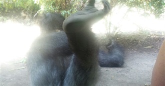 Wildlife of the Congo