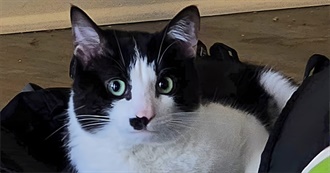 100 Movies Zach Has Enjoyed