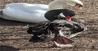 How Much Gooses You Seen?