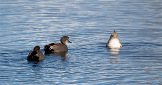 Waterfowl of the United States
