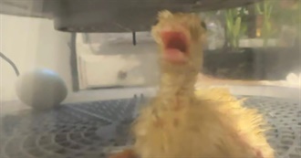 Yuppieschmuck&#39;s 100 Movies