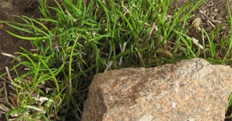 SKJAM!--One Read One Recommended 4/25