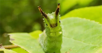 Zoes Super Duper Top 100????!!!