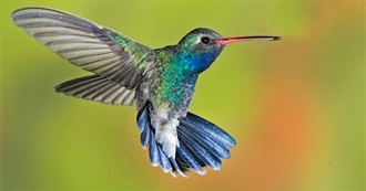 Fictional Hummingbirds/Swifts/Kingfishers/Hornbills