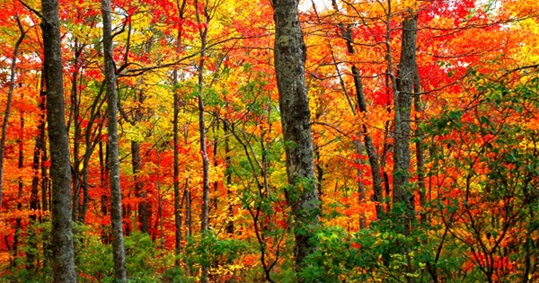 Walnut Tree, Cades Cove, Great Smoky Mountains National Park, Tennessee загрузить