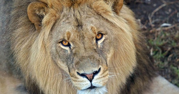 Conservation for Kids